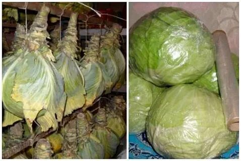 Когда срезать капусту на зиму на хранение