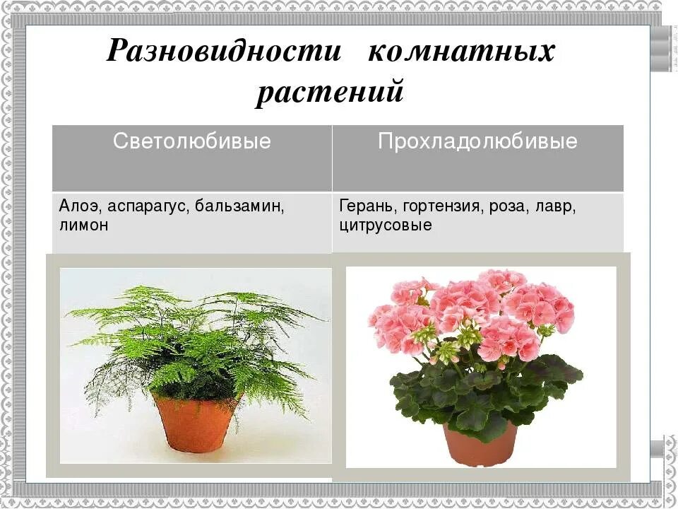 Свет - основа ухода за комнатным цветком