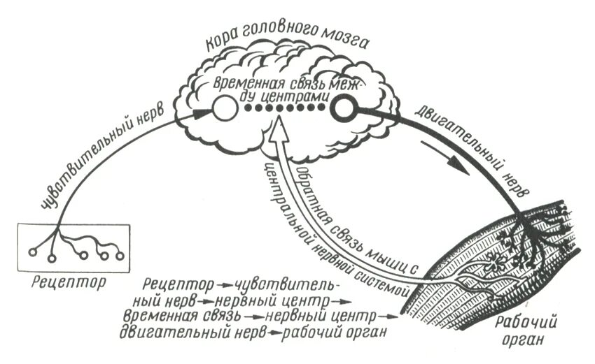 Временная связь рефлекс рефлекс. Механизм образования условного рефлекса схема. Схема выработки условного рефлекса. Дуга условного рефлекса схема. Схема дуги условного рефлекса собаки.