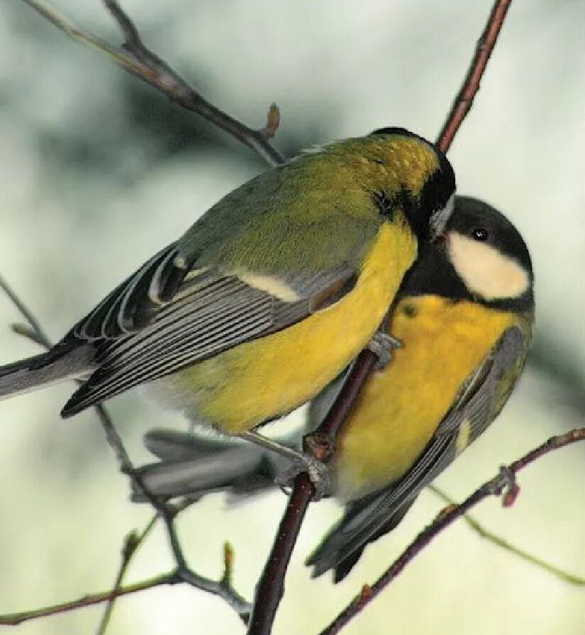 синички. две синицы. синица лазоревка самец и самка. синица лазоревка подвиды. две синицы.