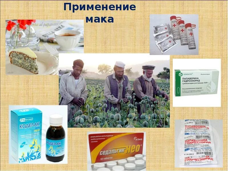 Мак использование. Применение маковых в медицине. семейство маковые применение в медицине. семена мака применение в медицине. использование мака человеком.
