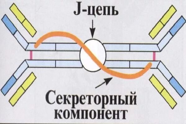 Секреторный иммуноглобулин а. Схема секреторного иммуноглобулина а. Схема строения секреторного иммуноглобулина а. Секреторный иммуноглобулин а строение. Структура секреторного иммуноглобулина а.