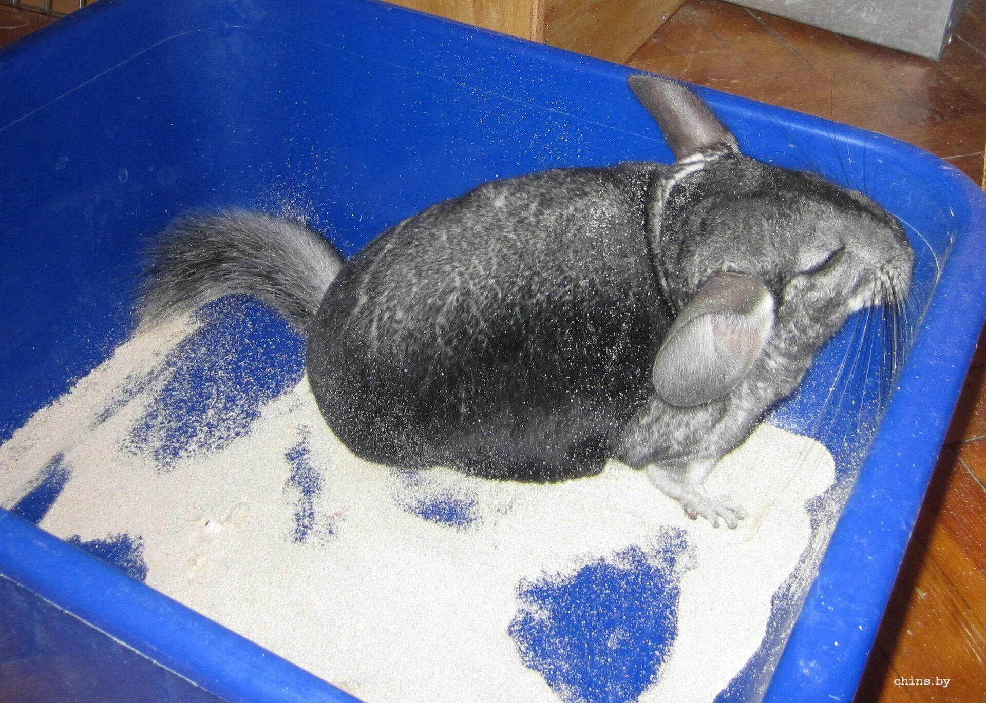 Песочная ванна для шиншиллы. Можно ли мыть шиншиллу. Шиншилла купается. Песок для шиншилл. Можно ли мыть шиншиллу.