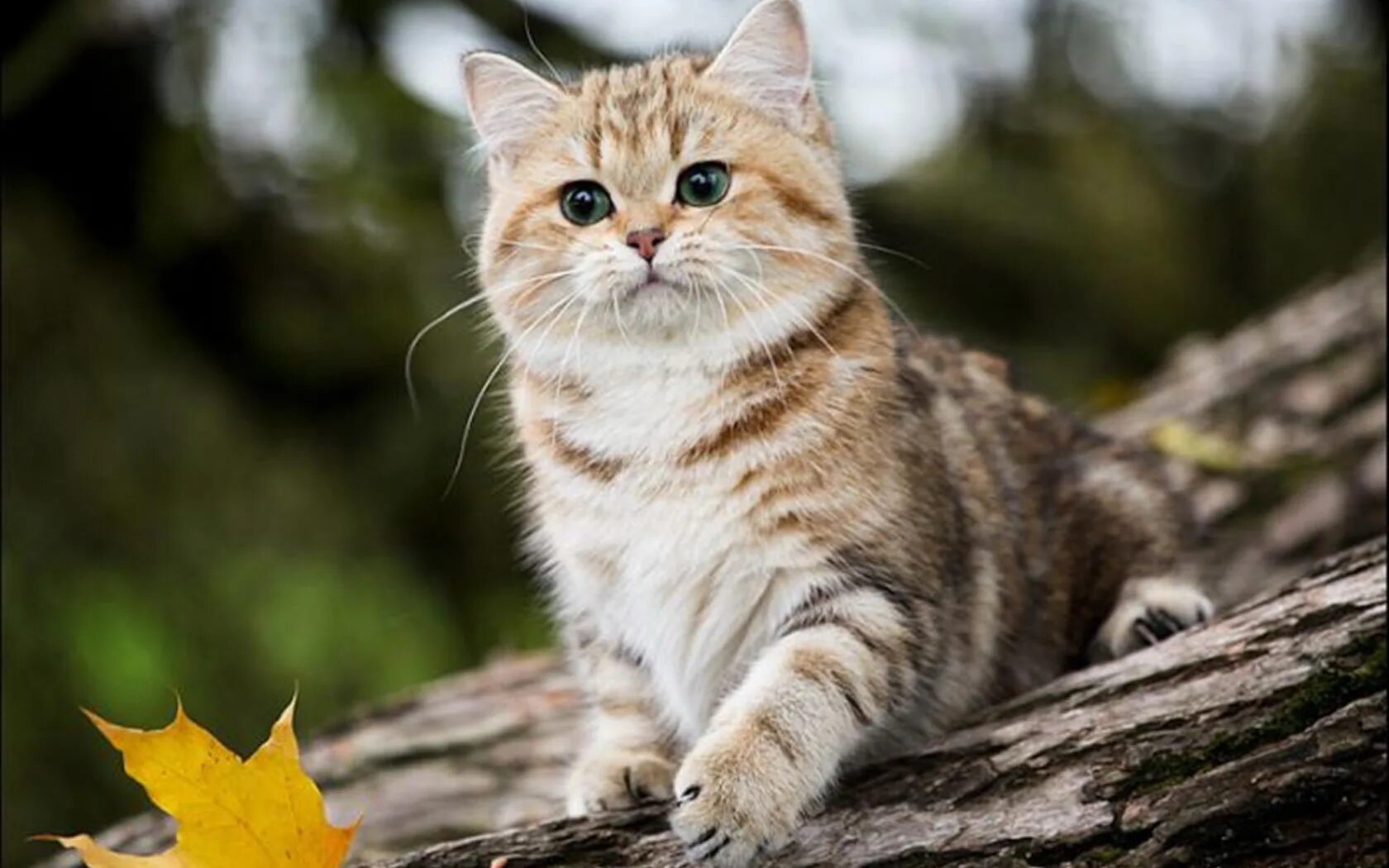 Кот е кошку. Британская кошка кьяра. кошка кьяра порода. красивые коты. красивый кот.