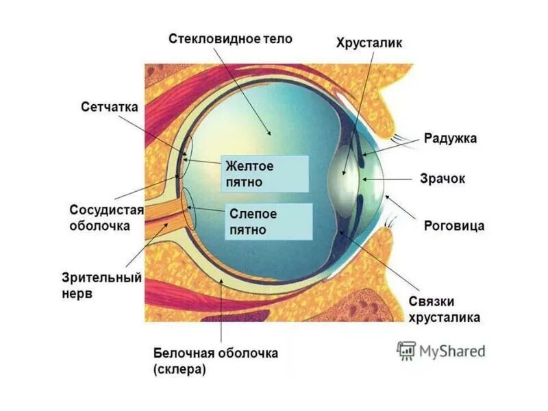 Зрительный анализатор желтое пятно. Строение глаза биология 8 класс драгомилов. Строение зрительного анализатора глазное яблоко. Строение зрительного анализатора оболочки. Тест 24 органы чувств зрительный анализатор