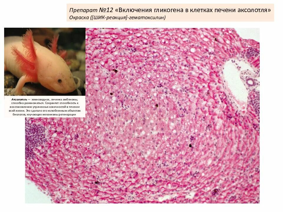 Клетки печени мыши. Включения гликогена в печени аксолотля препарат. Клетки печени аксолотля гематоксилин эозин. Включение гликогена в печени аксолотля препарат гистология. Печень аксолотля окраска гематоксилин-эозином.