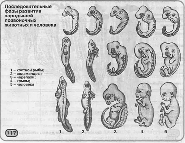 Наличие хвоста у зародыша человека на ранней. 1 Стадия развития зародыша рыбы. Схема эмбриогенеза млекопитающих. Первая стадия развития зародыша человека. Третья стадия развития зародыша человека.