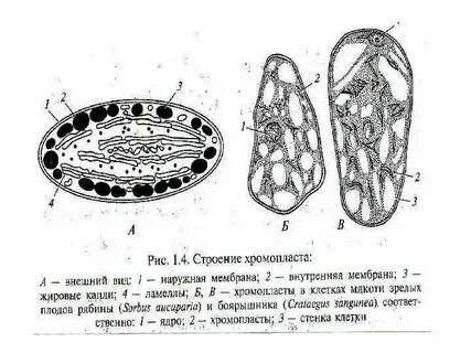 Строение клетки плода рябины