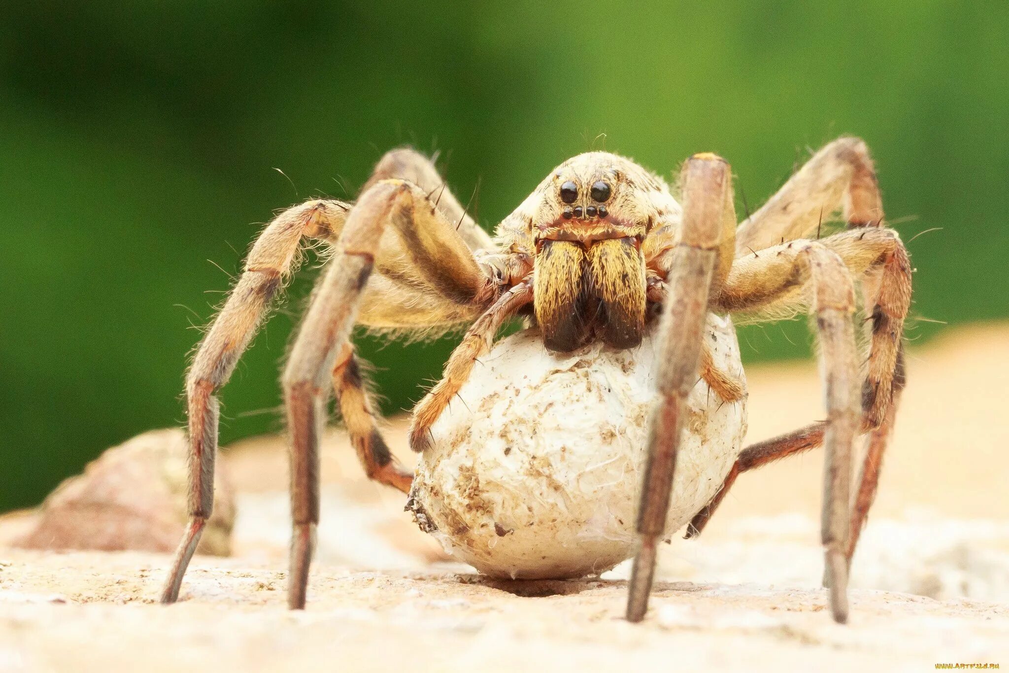 Паук крестовик серый. Белый домашний паук. Пауки светлые большие. Тарантул паук белый паук. Паук с мохнатыми лапами.