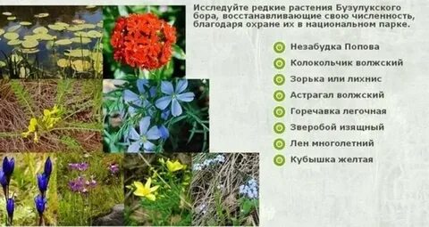 Растения оренбургского края