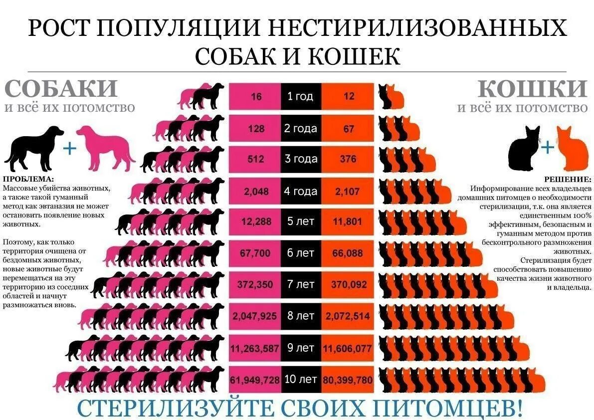 Сколько дает потомства. Рост популяции нестерилизованных собак и кошек. Рост популяции бездомных кошек и собак. Численность бездомных животных. Рост популяции кошек.