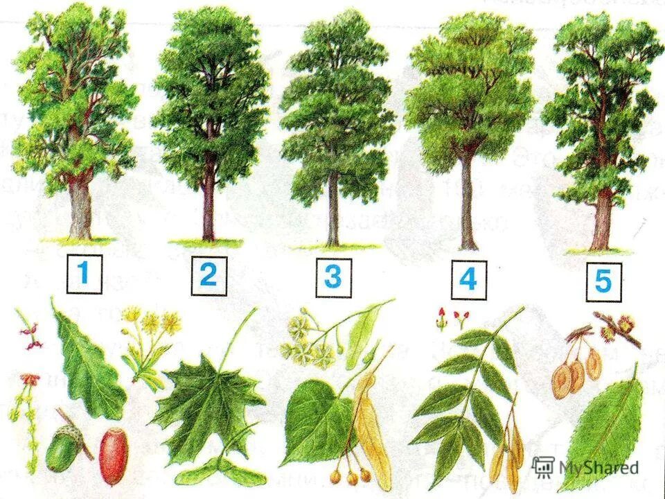 дуб широколиственный лес. широколиственный лес представители. рисунок широколиственного леса 4 класс окружающий мир. широколиственный лес лес 4 класс. широколиственный лес лес 4 класс.
