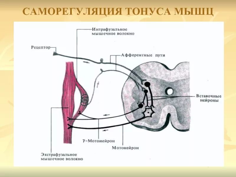Ригидность скелетной мускулатуры это. Повышение мышечного тонуса. Нейронный состав спинного мозга. Понижение тонуса скелетных мышц. Понятие о тонусе мышц.