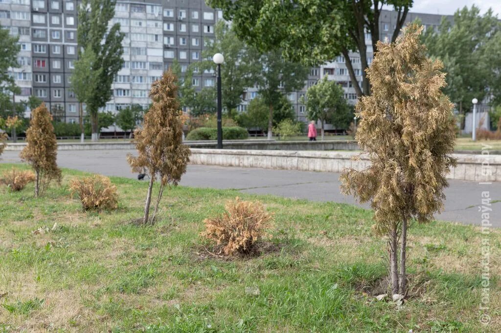 Гомель дерево. Аллея засохших саженцев деревьев. Засохший саженец. Засохшие деревья Ива.