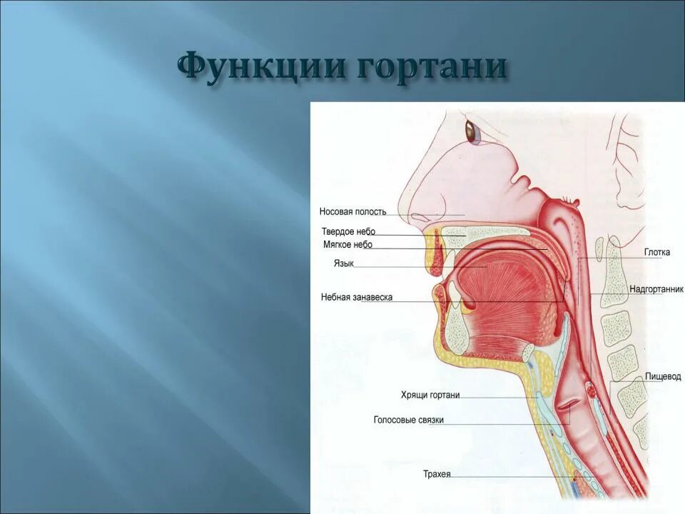 Глотка пищевод функции. Функции гортани. Анатомия горла и пищевода. Строение носоглотки и гортани.