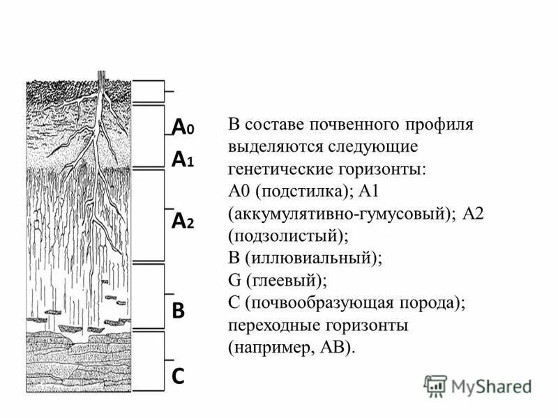 К материнской породе примыкает горизонт