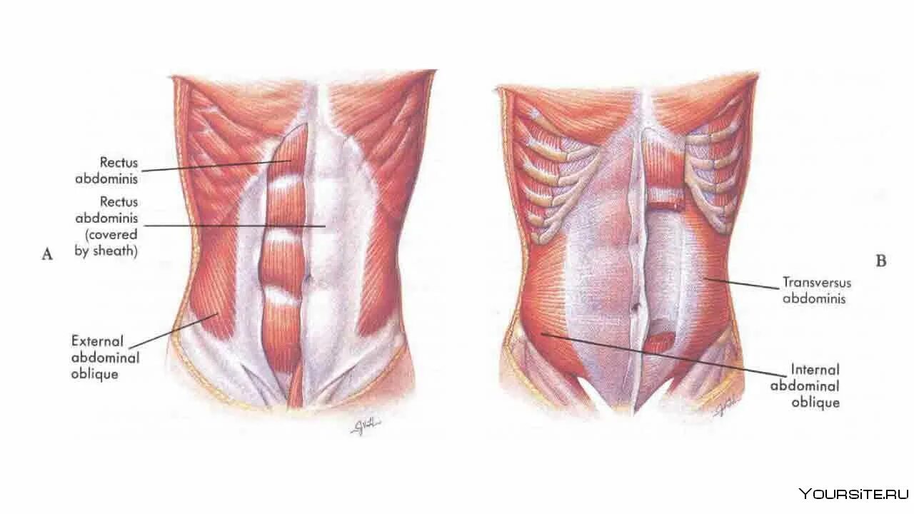 Прямая мышца живота у женщин. М. rectus abdominis. Поперечная мышца живота (m. transversus abdominis). M rectus abdominis функции. Rectus abdominis мышца.