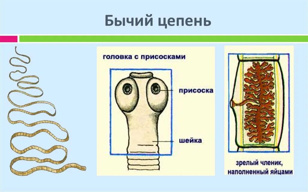 Цепень тип червей. Ленточные черви бычий цепень строение. Ленточные черви бычий цепень. Строение ленточного червя бычий цепень. Гельминтология бычий цепень.