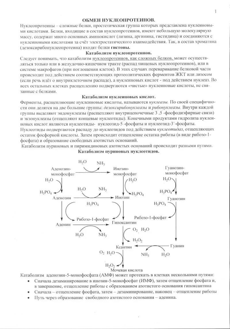 Переваривание нуклеопротеинов и нуклеиновых кислот в жкт. Схема катаболизма нуклеиновых кислот. катаболизм нуклеопротеинов. этапы катаболизма нуклеиновых кислот. катаболизм нуклеопротеинов в жкт.