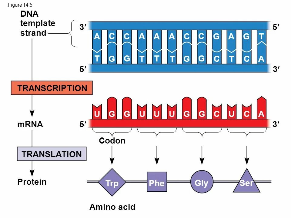 Transcription and translation. Transcription Biology presentation. DNA translation. Biology DNA. Dna перевод