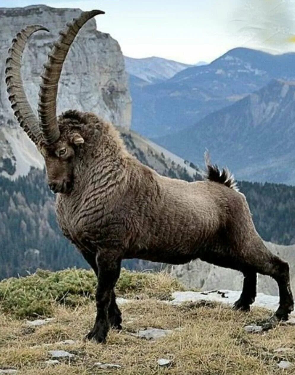 Как называется горного козла. Альпийский ибекс. Как называется горного козла. Козерог горный ибекс. Сколько на горе козлов в музее козла.