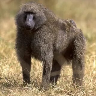 Scary baboon
