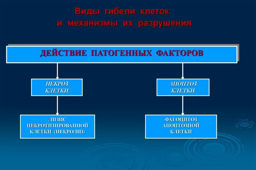 Вещества разрушающие клетку. Типы смерти клетки. Механизм разрушения клеток. Причины и механизмы гибели клеток. Механизмы некробиотической гибели клетки.