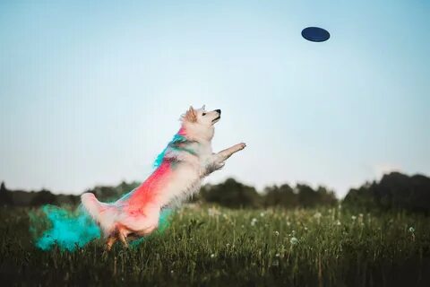 Холли пес