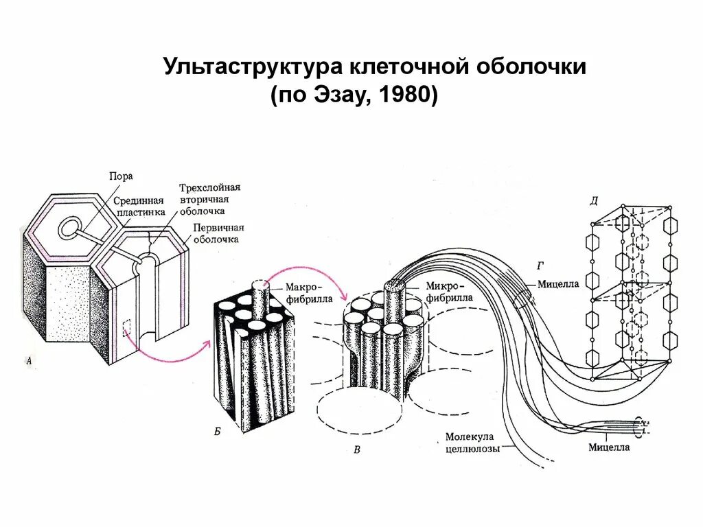 Состав оболочки растительный. Строение первичной оболочки растительной клетки.. Строение мембраны растительной клетки. Строение клетки клеточная оболочка. Строение растительной клетки целлюлозная оболочка.