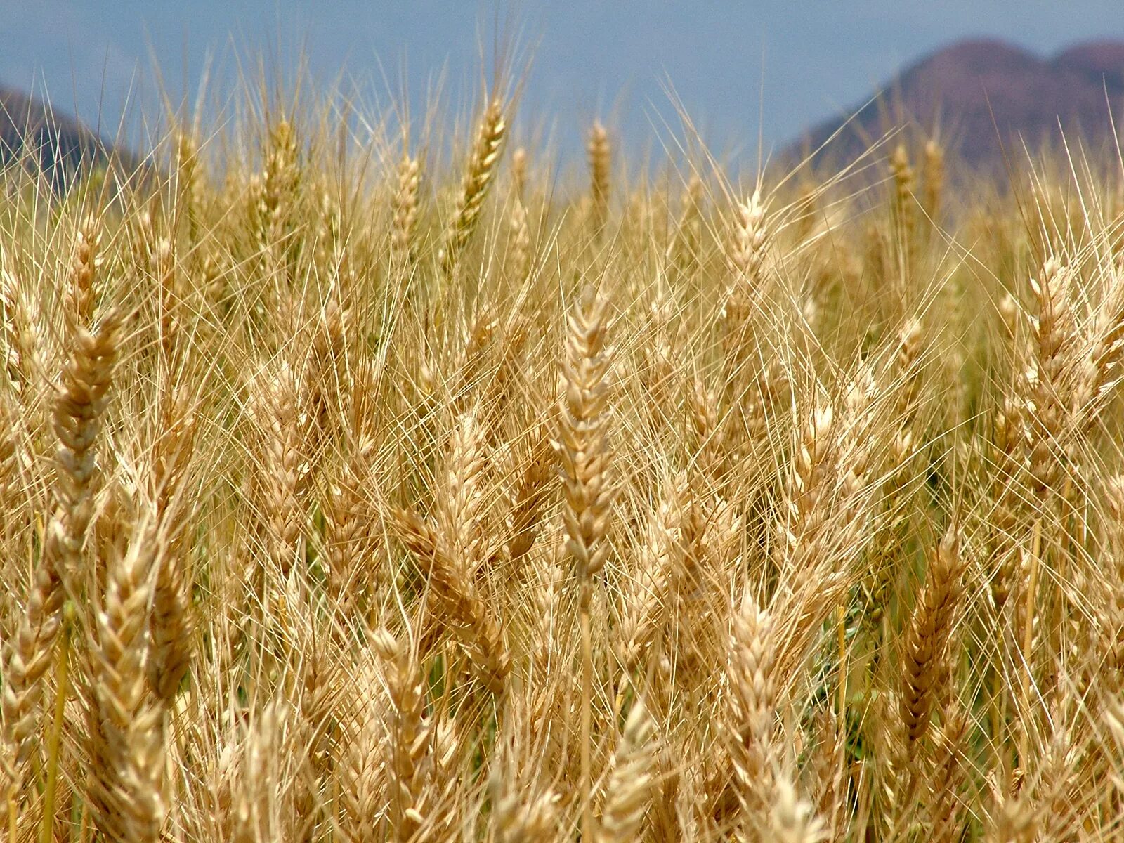 Посею рожь и кукурузу. Пшеница. Зерновые и кормовые культуры. Кормовые культуры пшеницы. Зерновые культуры в степи.