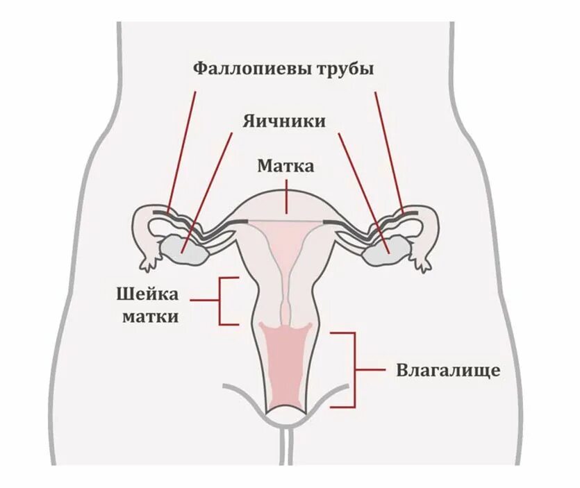 Где матка и яичники. Строение матки. Строение влагалища и матки. Расположение яичников у женщин.