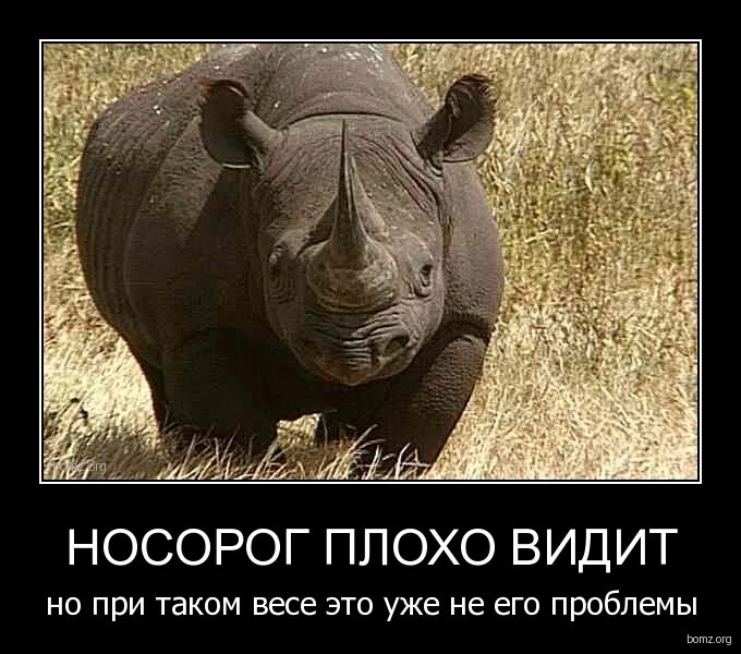Носорог почему так назвали. Черный носорог. западно африканский черный носорог. носорог смешной.