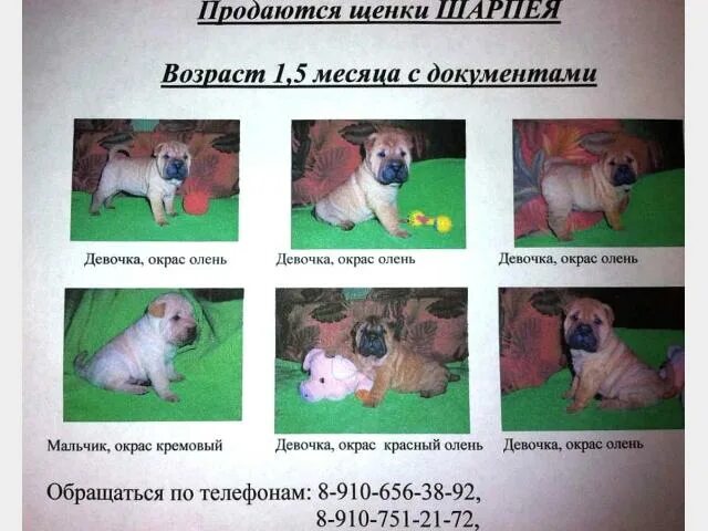 Стандарт породы французский бульдог скор. Французский бульдог окрасы ркф. Щетка для короткошерстных собак французский бульдог. Расческа для французского бульдога. Заболел французского бульдога.