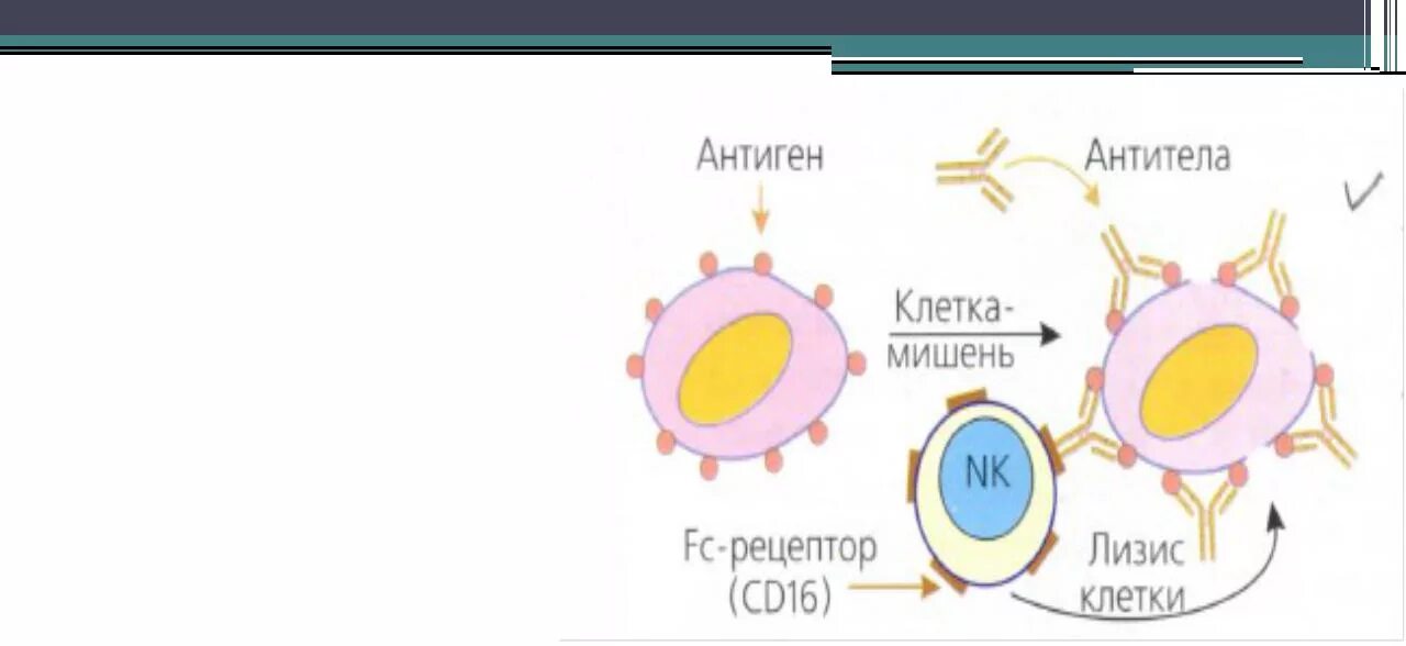 Клеточные антигены. NK клетки. Антитело-зависимая клеточная цитотоксичность. Виды NK клеток. Рецепторы NK клеток.