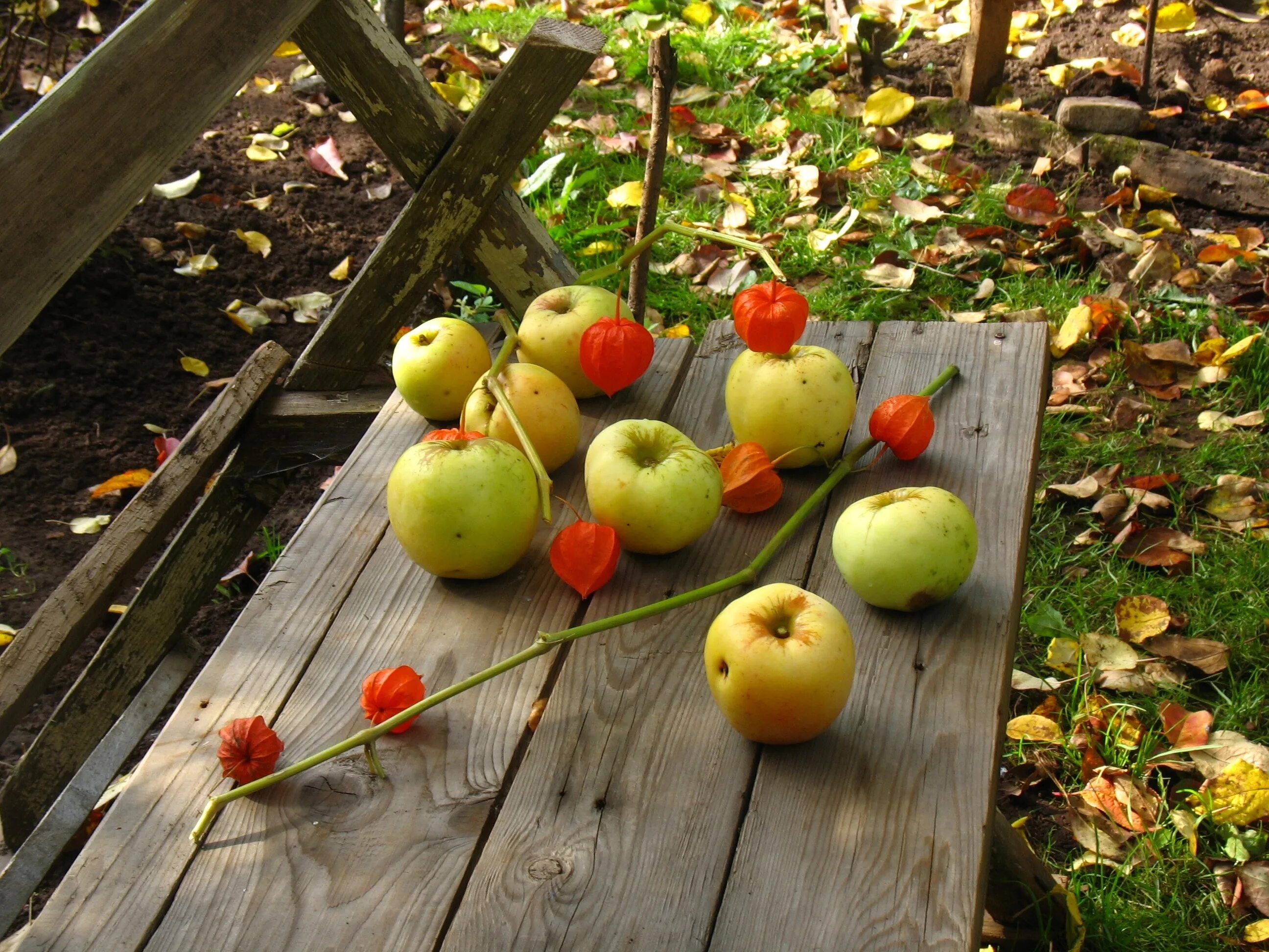 Яблоня Райские яблочки. Конкурсы с яблоками для детей. Конкурс с яблоками на веревке. Фотоконкурс про яблоки.