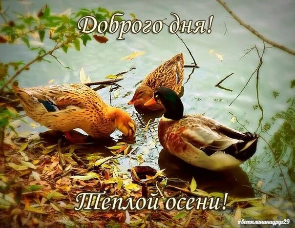 Картинки с добрым осенним утром с детьми. Доброе утро птички. доброе осеннее утро с птичками. осенние птицы с пожеланиями доброго утра. с добрым утром осенним с птицами.