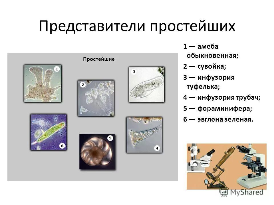 Простейшие животные. Некоторые представители простейших. Одноклеточные простейшие. Простейшие одноклеточные животные. Подцарство одноклеточные 7 класс биология.