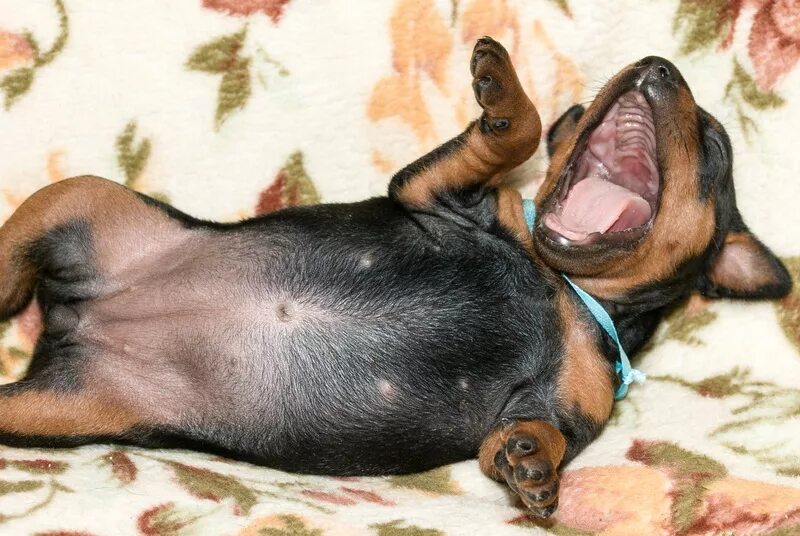 Цвергпинчер течка. Цвергпинчер живот.