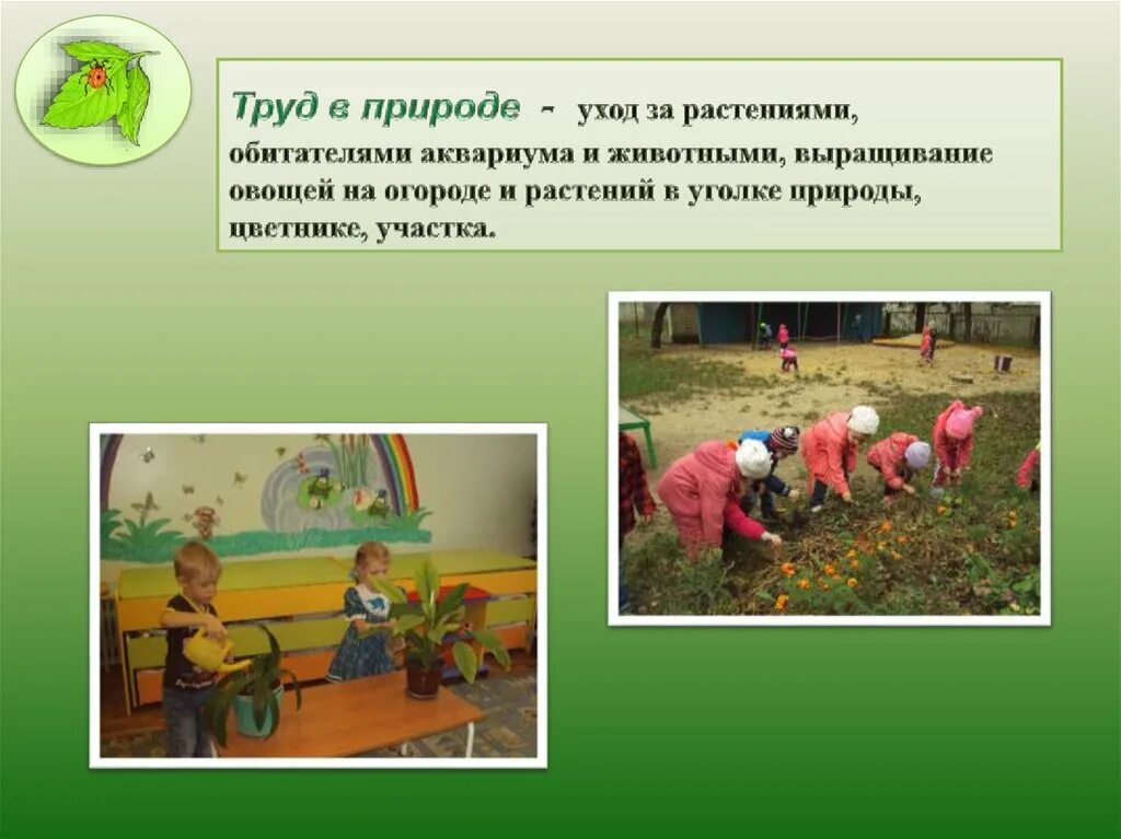 Ухаживание за растениями в детском саду. Труд в природе в детско сада. Полив цветов в детском саду. Цветы младшая группа. Дети и комнатные растения в саду.