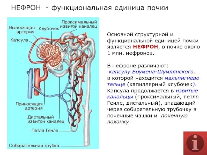 Что является основной функциональной единицей почки