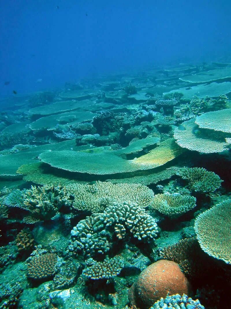 Где риф. Большой Барьерный риф Австралия. Коралловый Барьерный риф. Большой Барьерный риф кораллы. Большой Барьерный риф Австралия подводный мир.