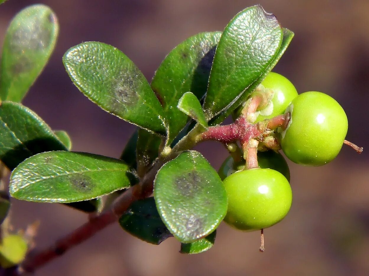 Толокнянка (Arctostaphylos). Толокнянка (Arctostaphylos UVA ursi). Толокнянка обыкновенная (Arctostaphylos UVA-ursi (l.) Spreng.). Толокнянка Медвежий виноград.