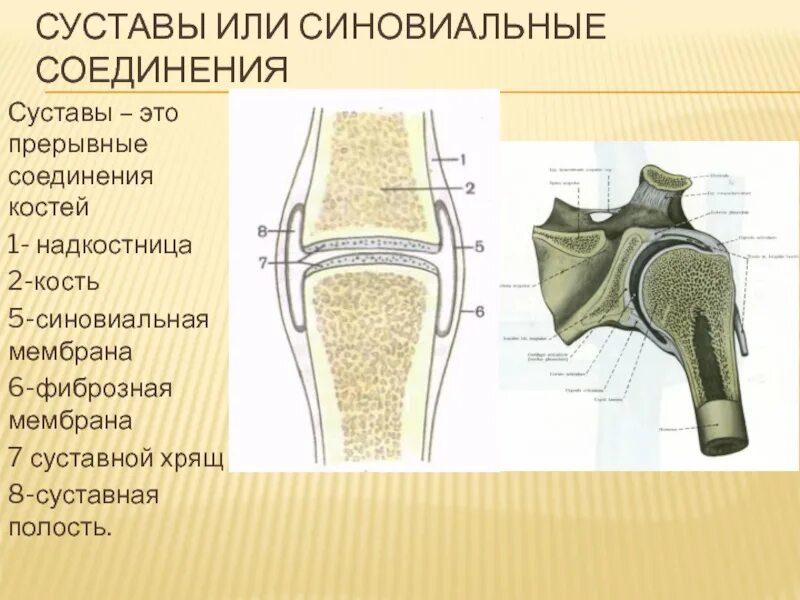 Прерывное соединение кости. Синовиальная полость сустава. Прерывные соединения суставы. Прерывные соединения костей. Синовиальные соединения суставы.