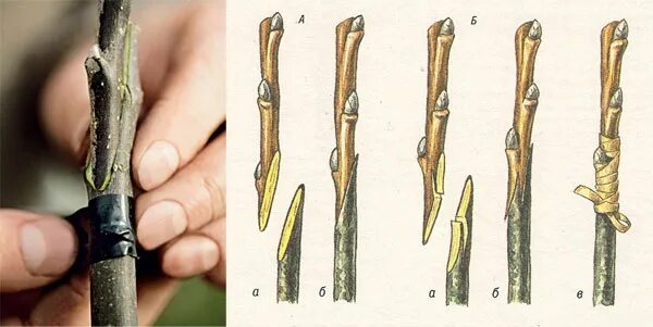 Время прививки плодовых деревьев. Прививка яблони окулировкой. Улучшенная копулировка яблони. Копулировка яблони весной. Прививка окулировка и копулировка.