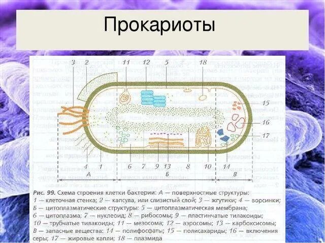 Для клетки прокариот характерно. Строение бактериальной клетки прокариот. Строение прокариотической клетки бактерии. Схема строения прокариотической бактериальной клетки. Строение прокариотический клетки.