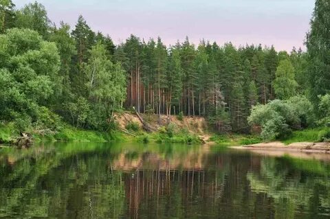 Лесной р н