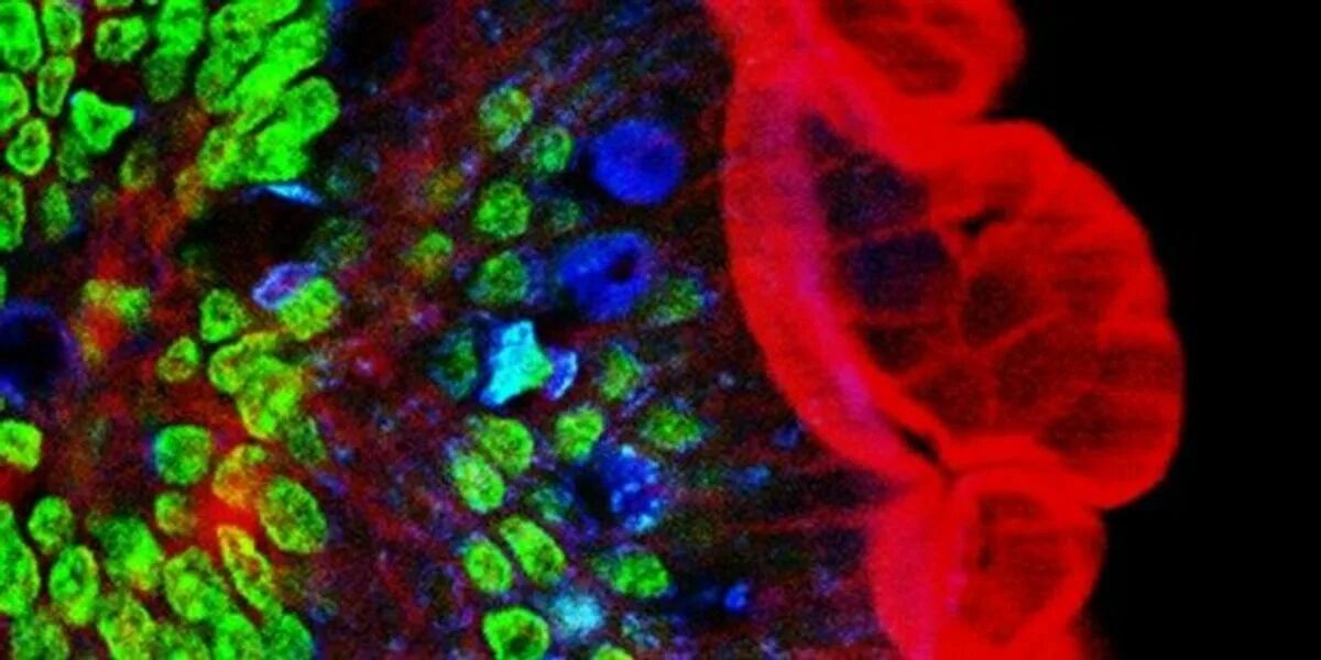 Клетки сертоли микрофотографии. Биологическая визуализация. Нейронная сеть мозга. Биологическая визуализация. Биологическая визуализация.