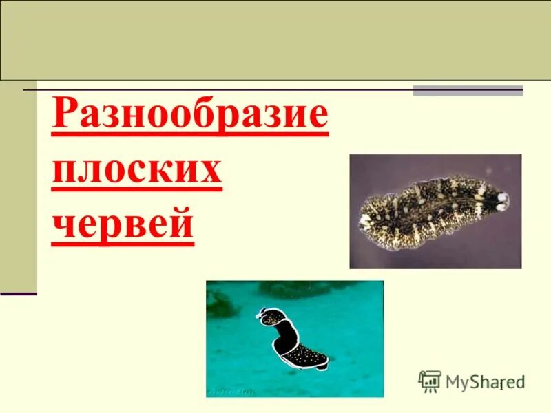 Тип плоские черви 3 класса. Паразиты кольчатых червей. Разнообразие плоских. Разнообразие плоских. Ресничные черви (планарии, турбеллярии).