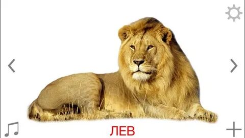 Подпись лев