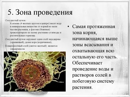 Зона проведения веществ